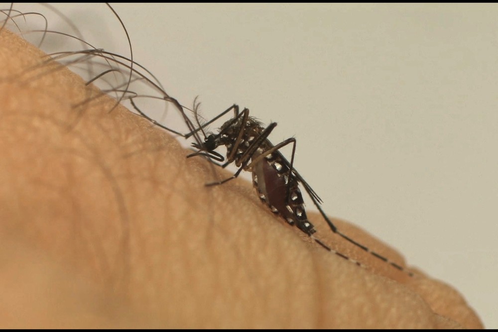 MP cobra na Justiça que Prefeitura de Viçosa intensifique combate ao Aedes aegypti
