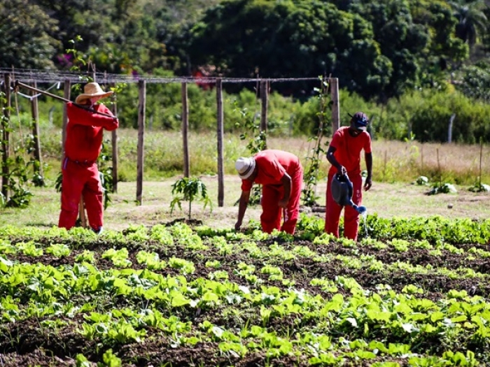 Detentos de Muriaé cultivam hortas para abastecer unidades prisionais