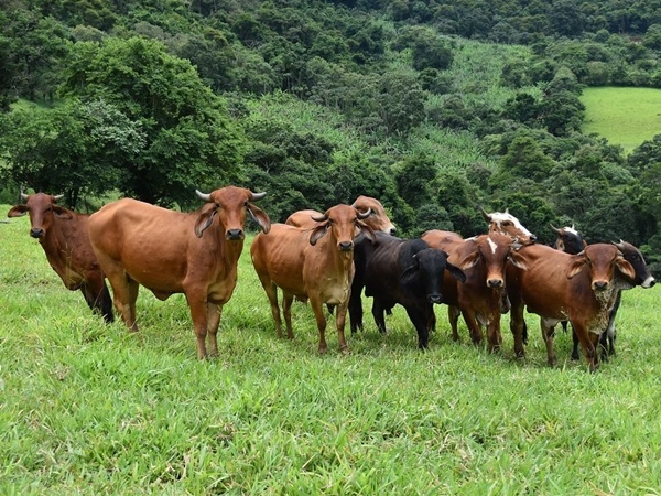 Campanha de Vacinação contra a Febre Aftosa vai até 31 de maio