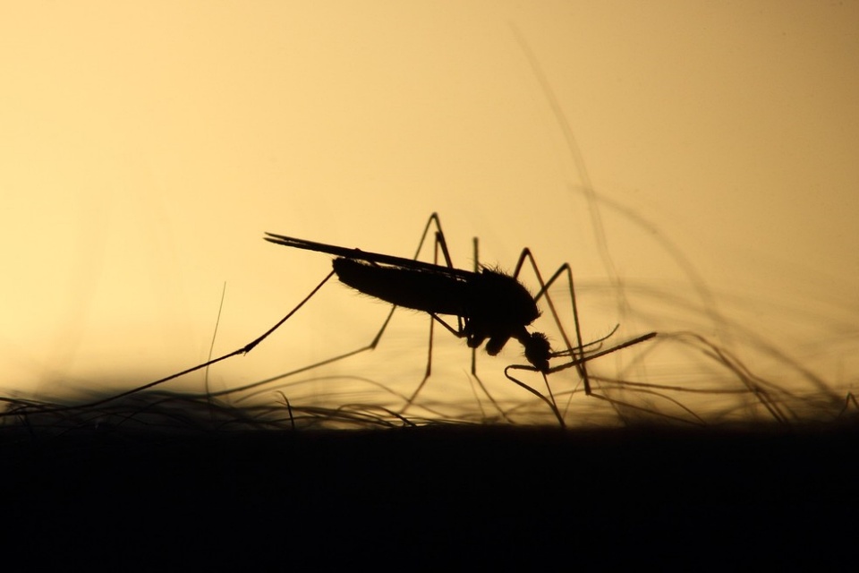 Sobe para treze os casos de Chikungunya em Recreio