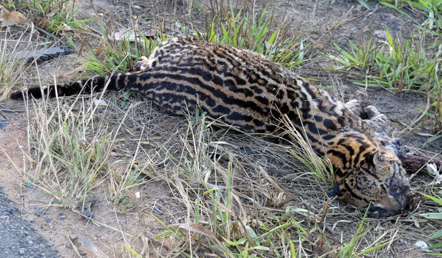 Jaguatirica é encontrada morta na BR-116 em Leopoldina