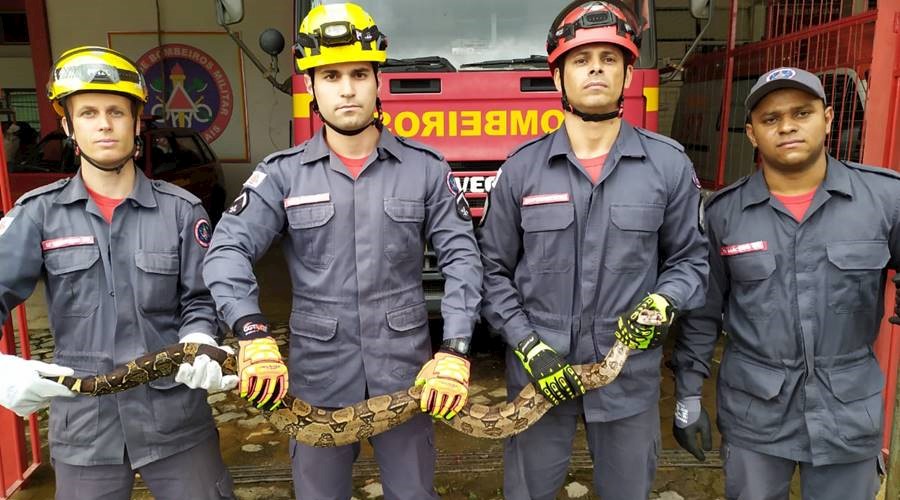 Bombeiros de Leopoldina capturam jiboia de quase dois metros em Recreio