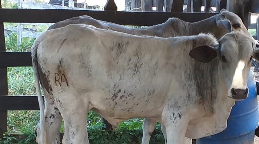 Criminosos furtam 32 cabeças de gado de sítio em Tebas