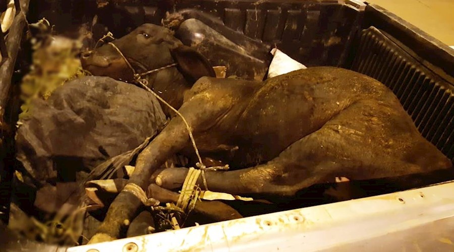 PRF flagra transporte irregular de animal e maus tratos na BR-116 em Leopoldina