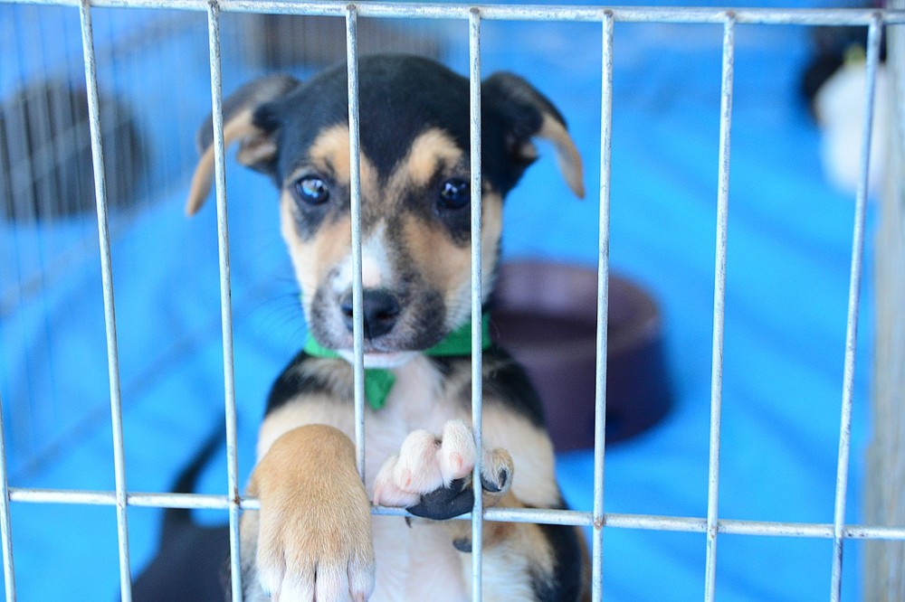 Política de Proteção aos Animais é regulamentada em Viçosa