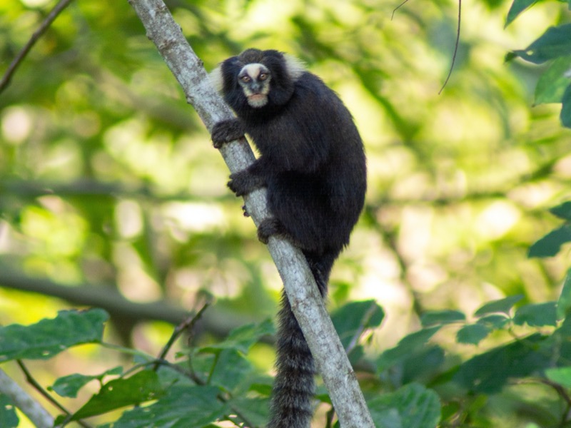Primata raro é encontrado por pesquisadores da Universidade Federal de Viçosa