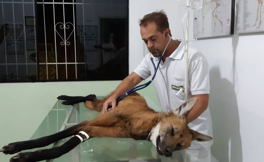 Policiais rodoviários federais socorrem lobo-guará atropelado na BR-116 em Muriaé