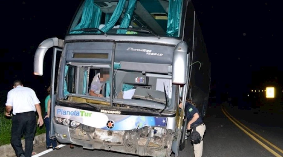 Motorista de ônibus fica gravemente ferido após atropelar uma vaca