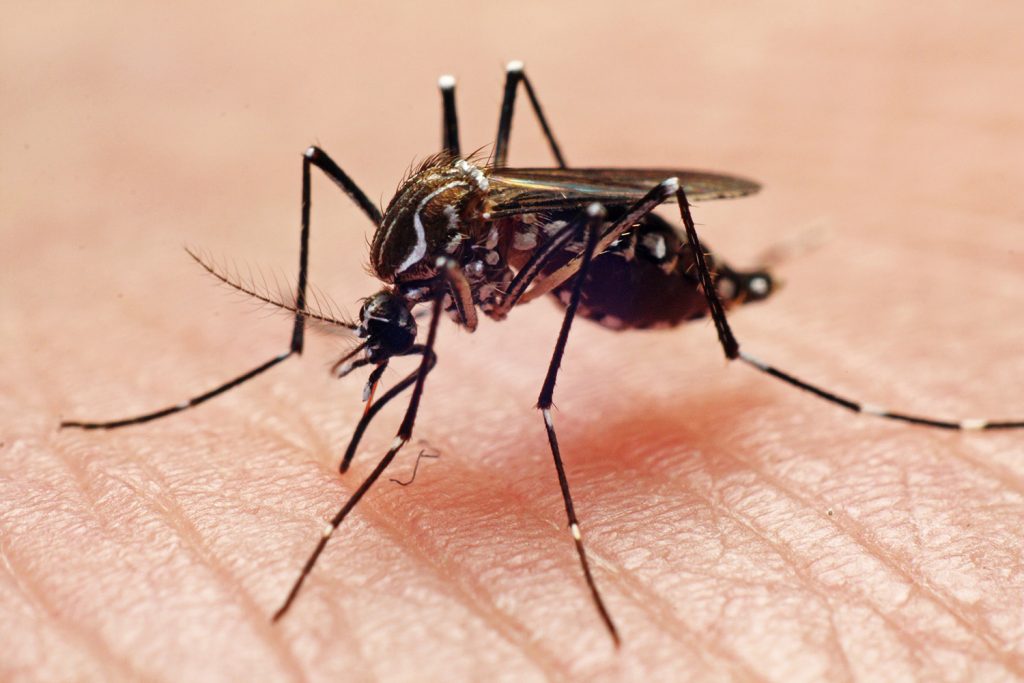 Cidades da Zona da Mata registram novos casos prováveis de dengue