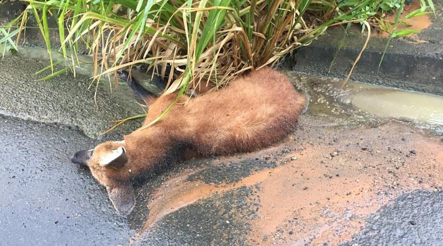 Lobo-guará é encontrado morto na BR-116 em Leopoldina