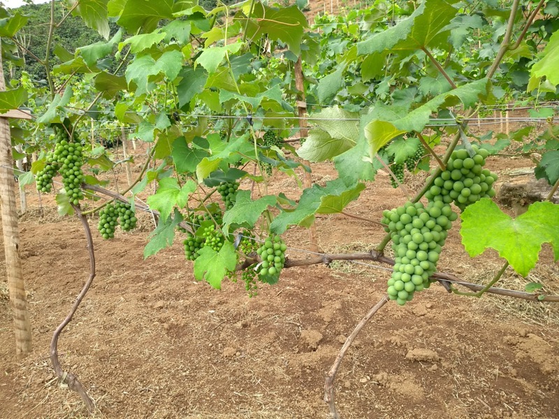 Produtores rurais de São Sebastião da Vargem Alegre produzem uvas