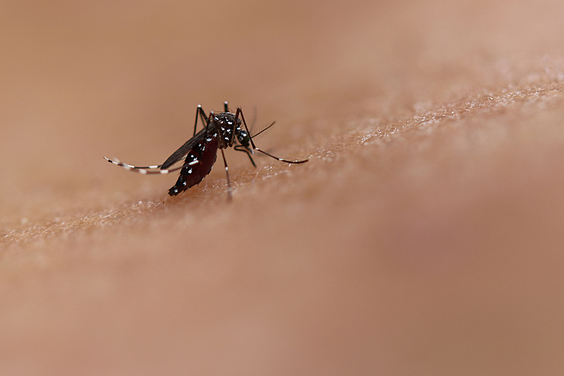 Em apenas onze dias número de casos de Dengue aumenta 50% em Cataguases