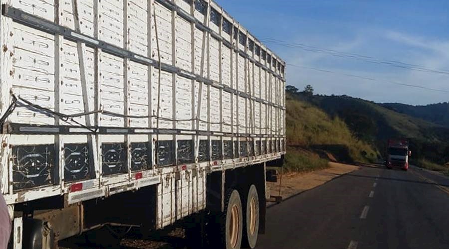 Caminhão que transportava bezerros sem documentação é apreendido em Leopoldina