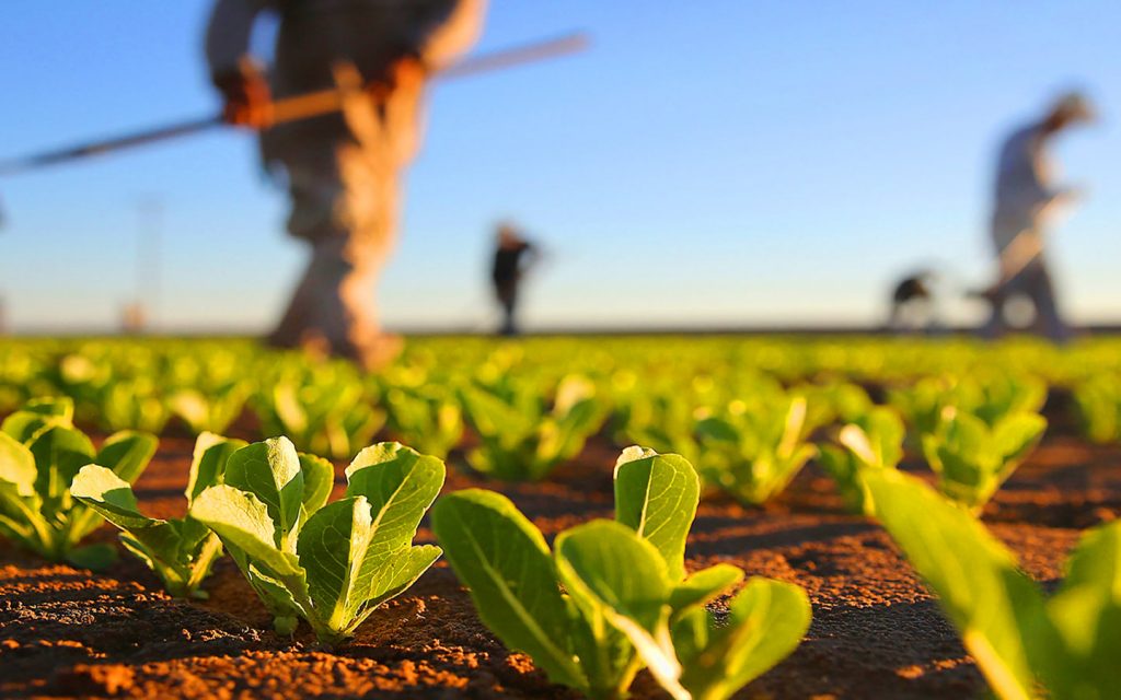 Municípios mineiros podem enviar propostas de projetos no setor agropecuário