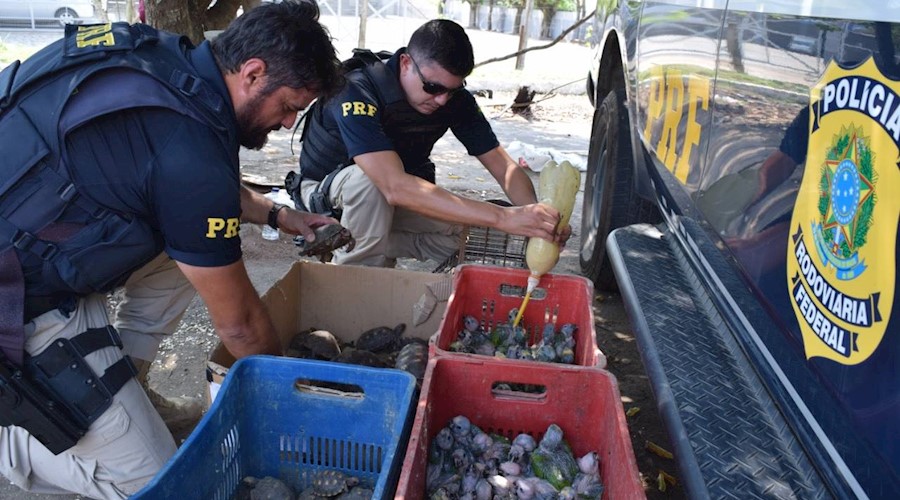 PRF prende dupla transportando animais silvestres em veículo roubado