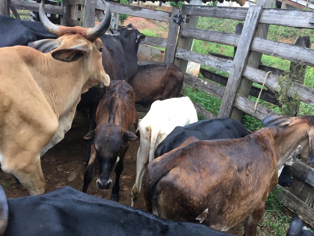 PM prende dois e recupera quinze cabeças de gado roubado em Santana de Cataguases