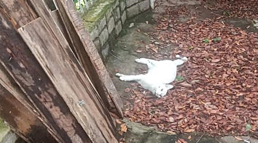 PM registra morte de nove gatos envenenados em Leopoldina