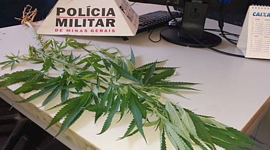 Polícia Militar apreende pé de maconha e detém jovem em Bairro de Leopoldina