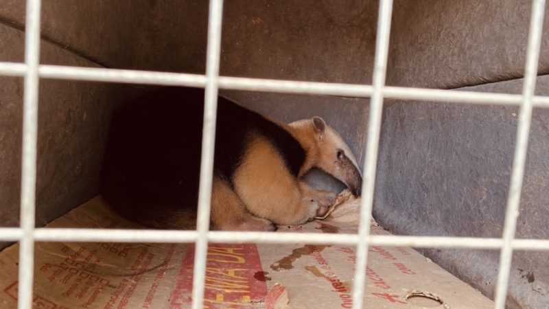 Filhote de Tamanduá-mirim é capturado em árvore na Reta da Saudade