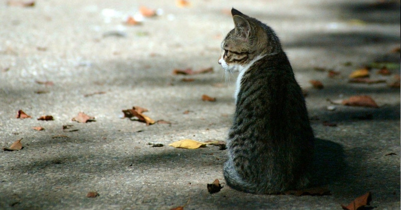 Homem é preso em Viçosa suspeito de matar um gato