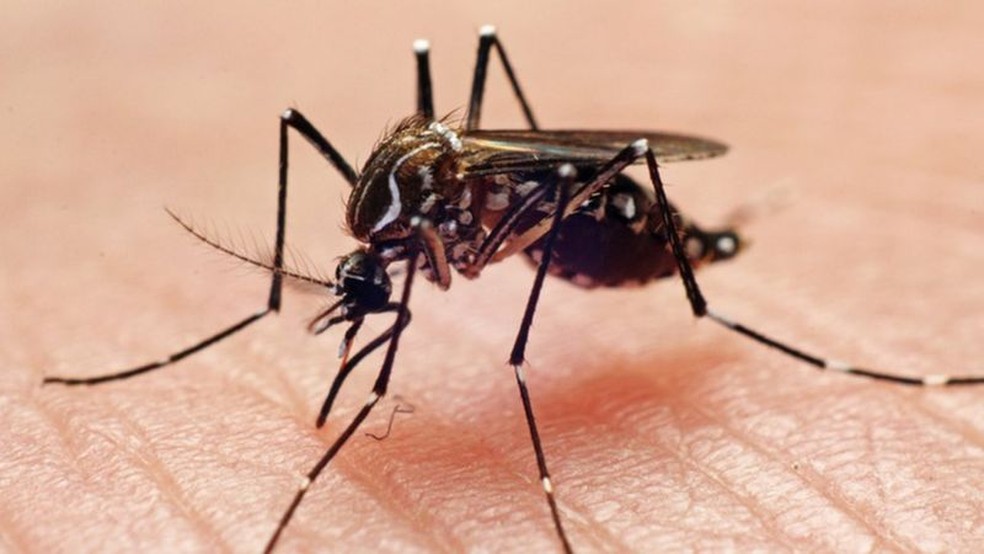 Boletim aponta quase 3.900 casos prováveis de dengue na Zona da Mata