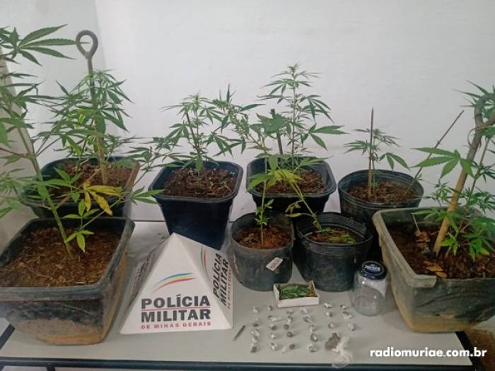 Mulher é presa em Rosário da Limeira com nove pés de maconha dentro de casa