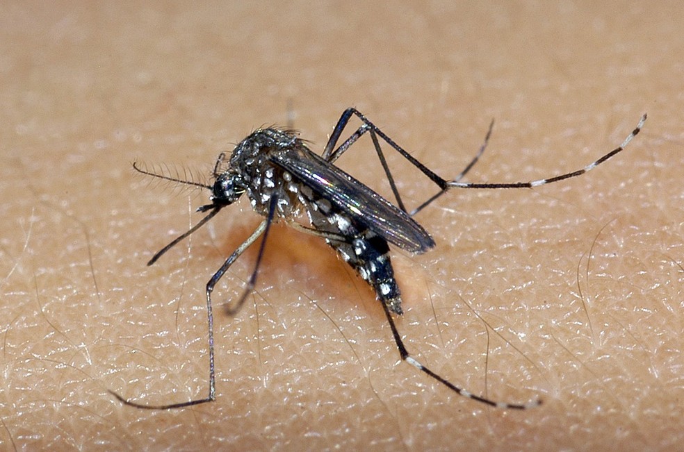 Cataguases, Leopoldina e Laranjal lideram ranking de Dengue na região