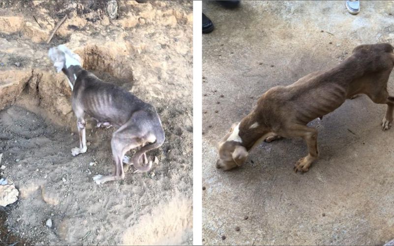 PM do Meio Ambiente encontra, em residência, cães com sinais de maus tratos