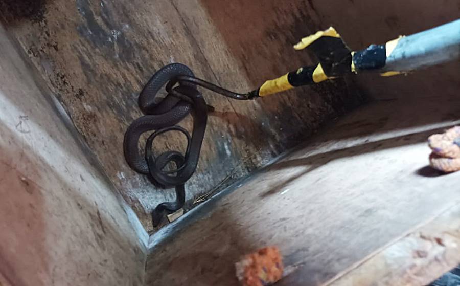 Bombeiros capturam serpente dentro de quarto de bebê, na Granjaria