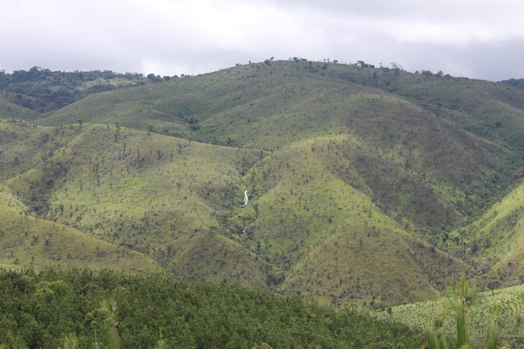 Projeto Reflora CBA vai restaurar vegetação nativa na Zona da Mata