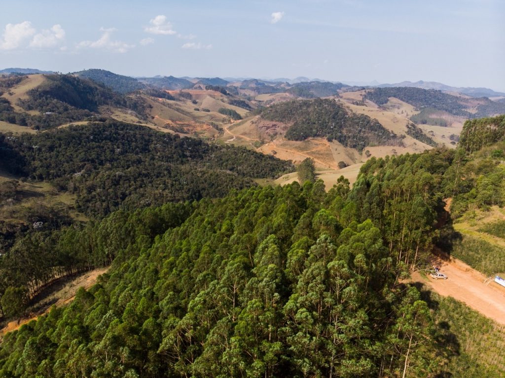 Estudos de fauna do solo auxiliam trabalho de restauração ambiental na Zona da Mata