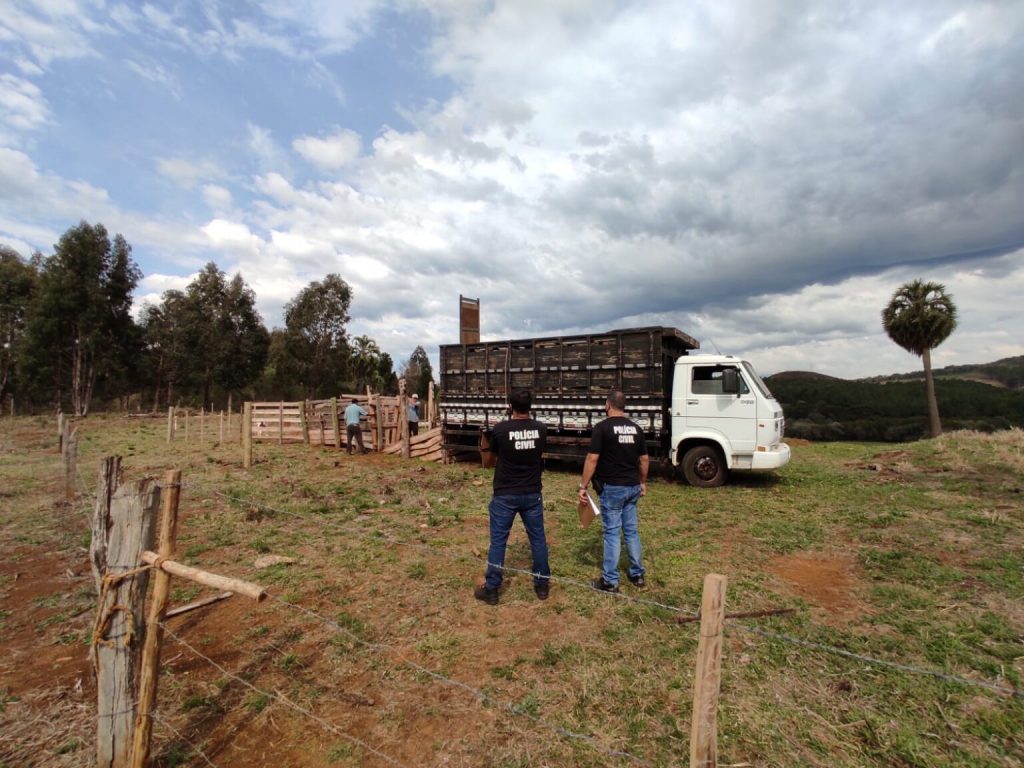 Furtadas 30 cabeças de gado de propriedade rural em Abaíba