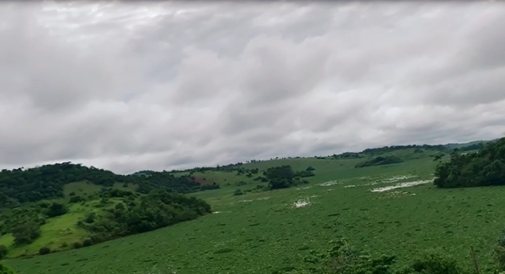 Lago da Usina de Barra do Braúna está repleto de plantas aquáticas