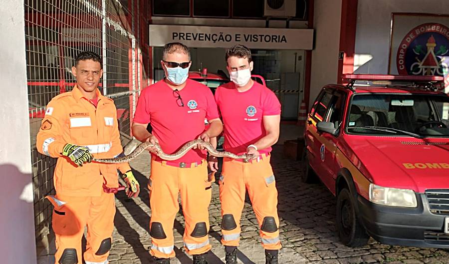 Bombeiros capturam jiboia de 2 metros em rua de Recreio