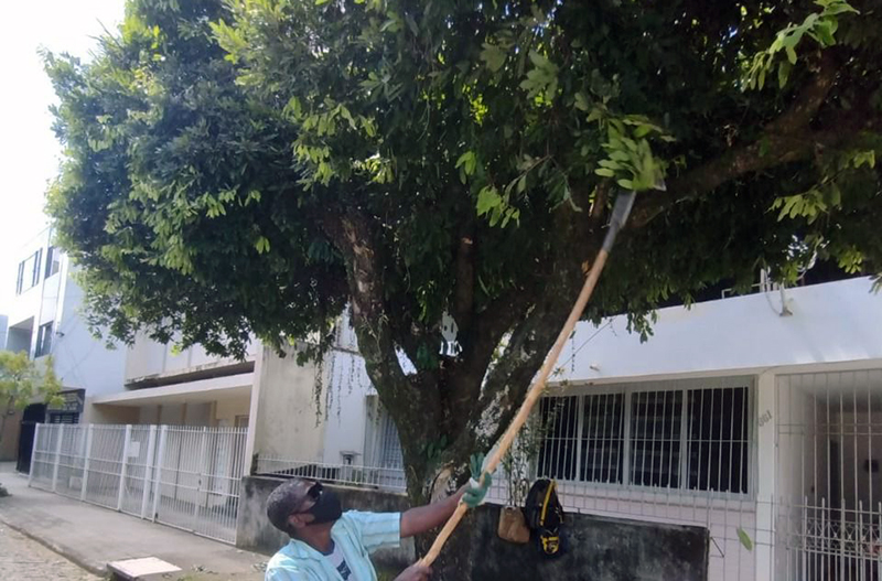 Manutenção preventiva de árvores pode prevenir acidentes com rede elétrica