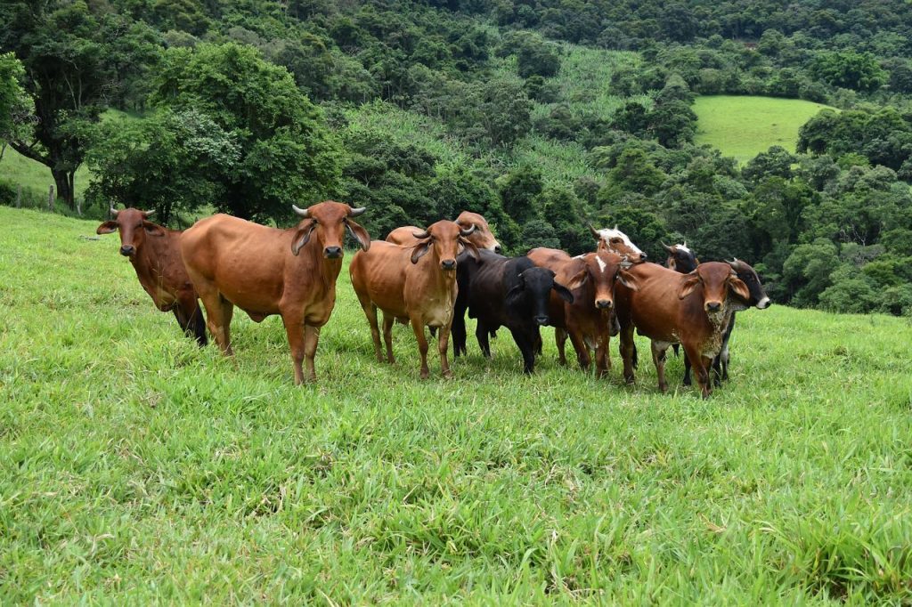 Minas Gerais suspende a vacinação contra a febre aftosa em 2023