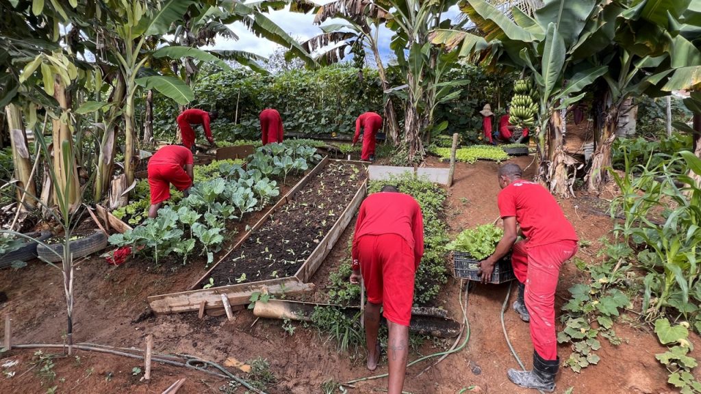 Doze presos cultivam horta criada pela direção do presídio de Cataguases