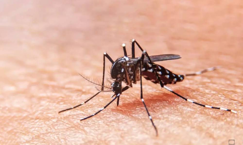 Diminui infestação por Aedes Aegypti em Cataguases