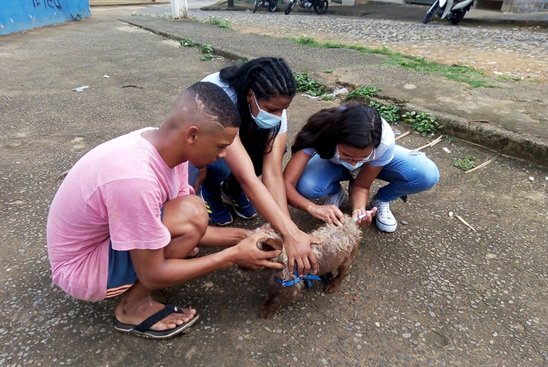 Sábado é o último dia para vacinar cães e gatos contra a raiva