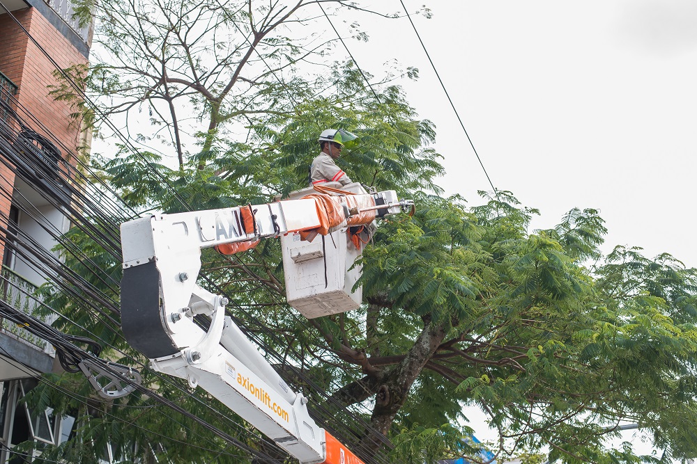 Poda preventiva de árvores pode evitar acidentes com rede elétrica