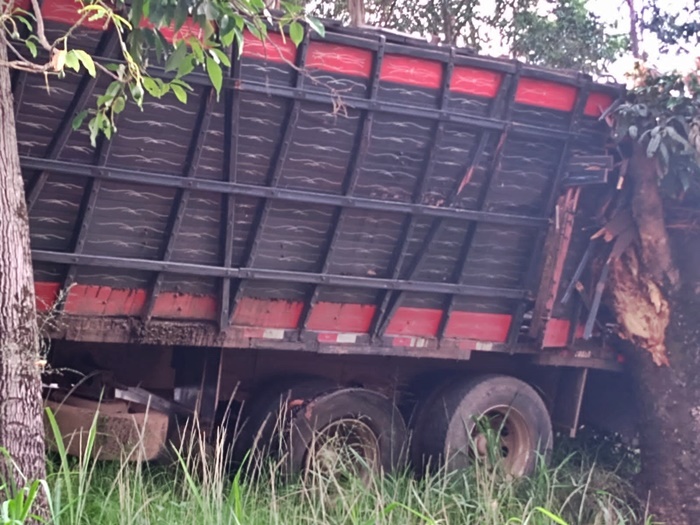 Caminhão com gado bate