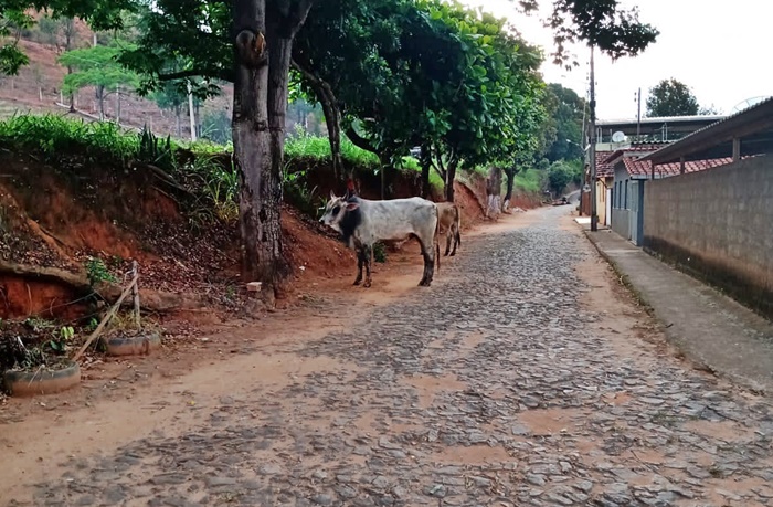 Caminhão com gado bate