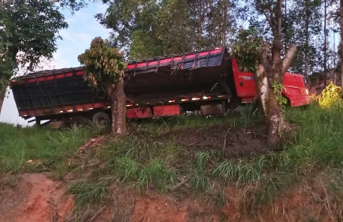 Caminhão com gado bate em árvore na saída de Piraúba