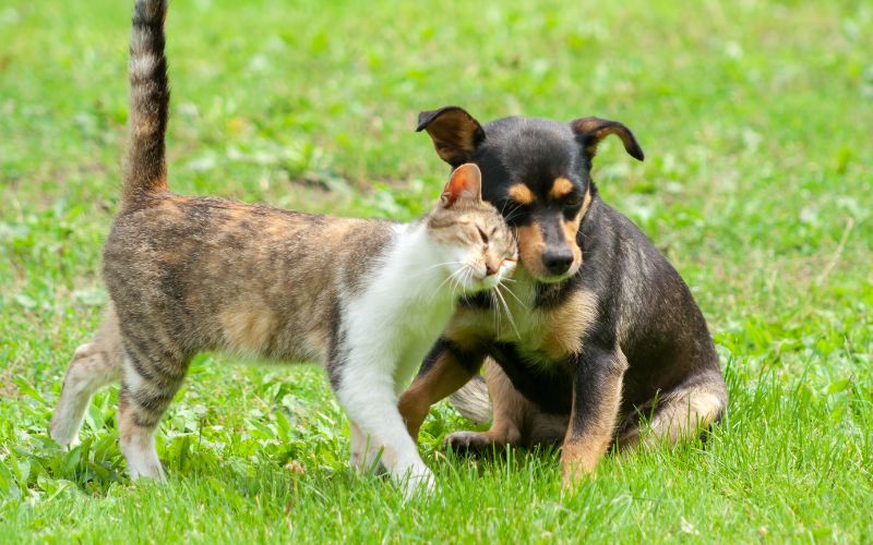 Brasileiros preferem cães e gatos vira-latas, aponta pesquisa