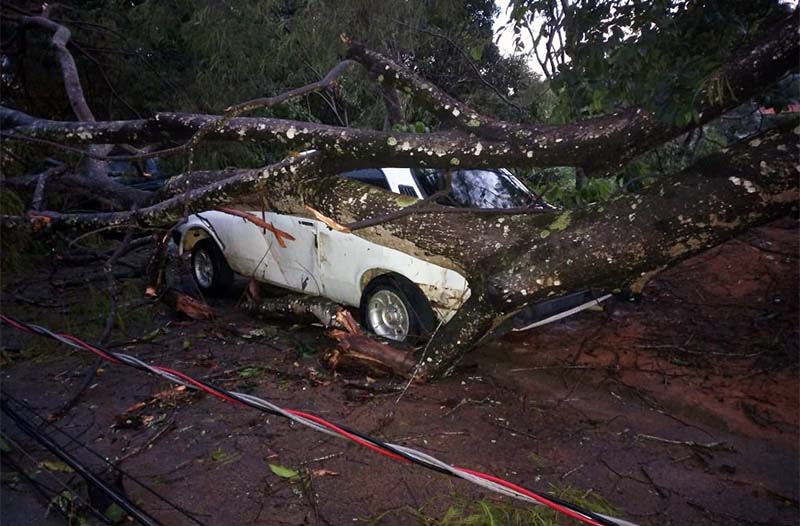 Temporal derruba árvores e postes em Cataguases