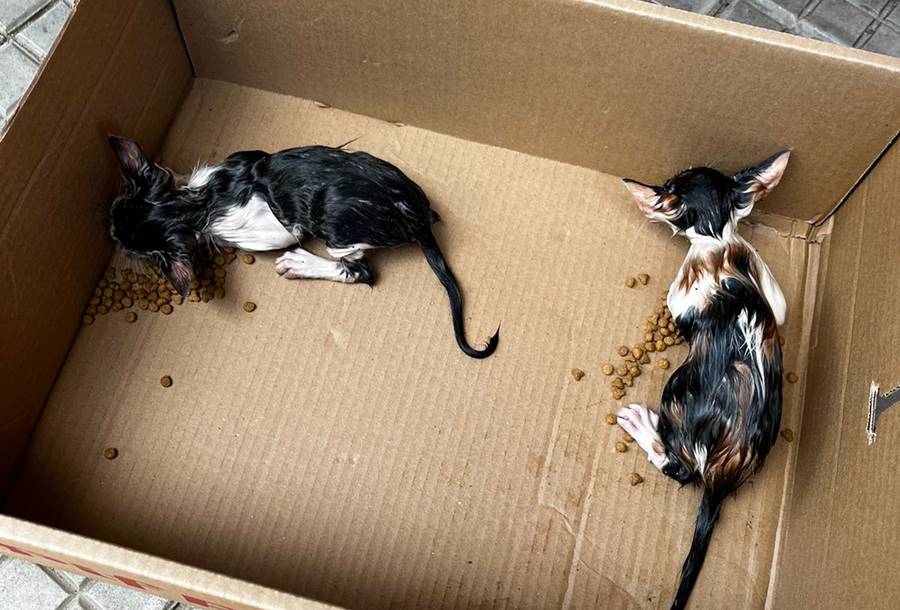 Dois gatinhos são resgatados pelos Bombeiros de tubulação em Cataguases