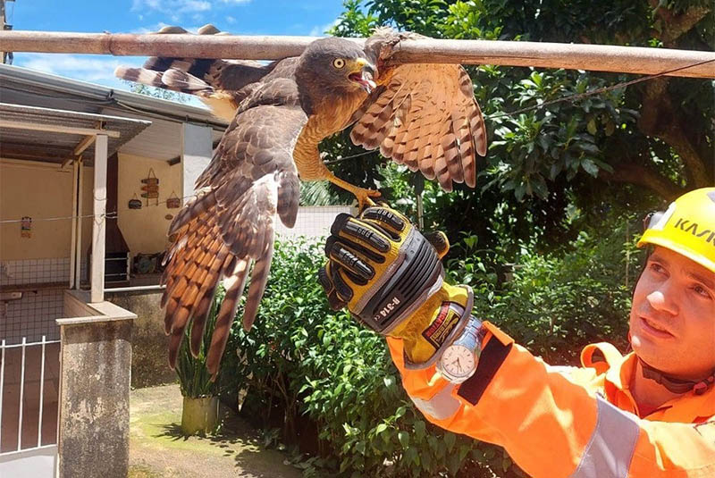 Gavião tem asa perfurada e fica preso em bambu em Cataguases