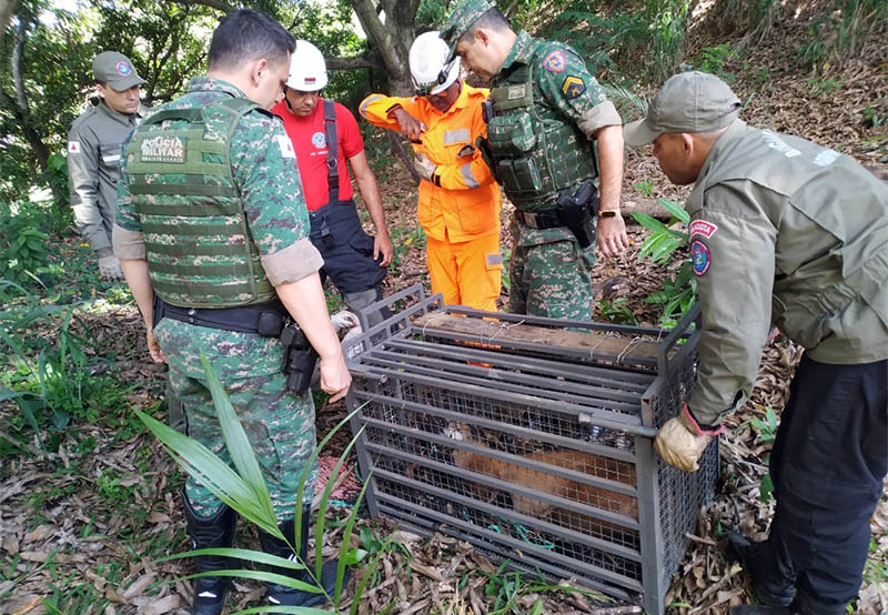 Lobo-guará ferido é resgatado em Astolfo Dutra