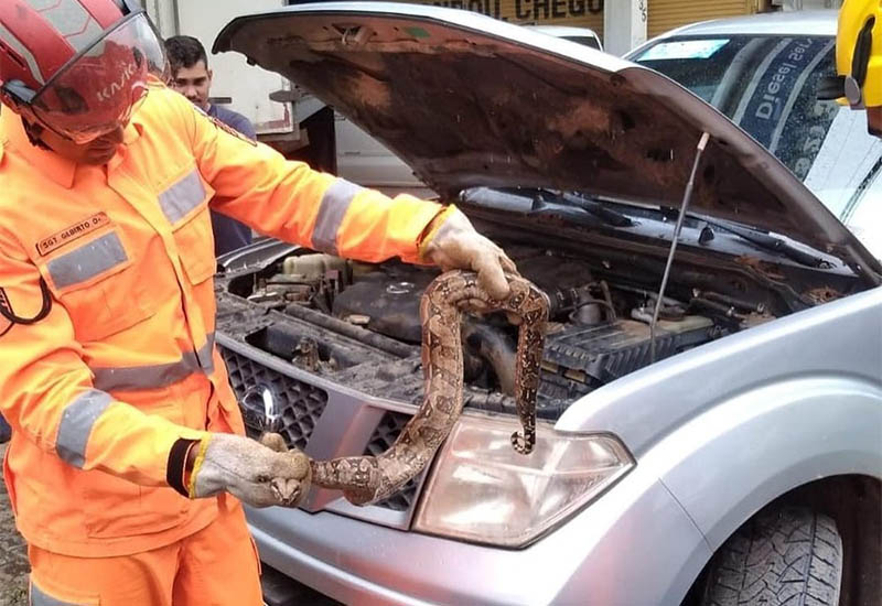 Jiboia é encontrada em filtro de ar de caminhonete em Muriaé