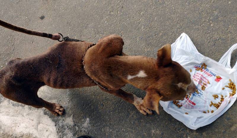 PM resgata pitbull em situação de maus-tratos em Cataguases